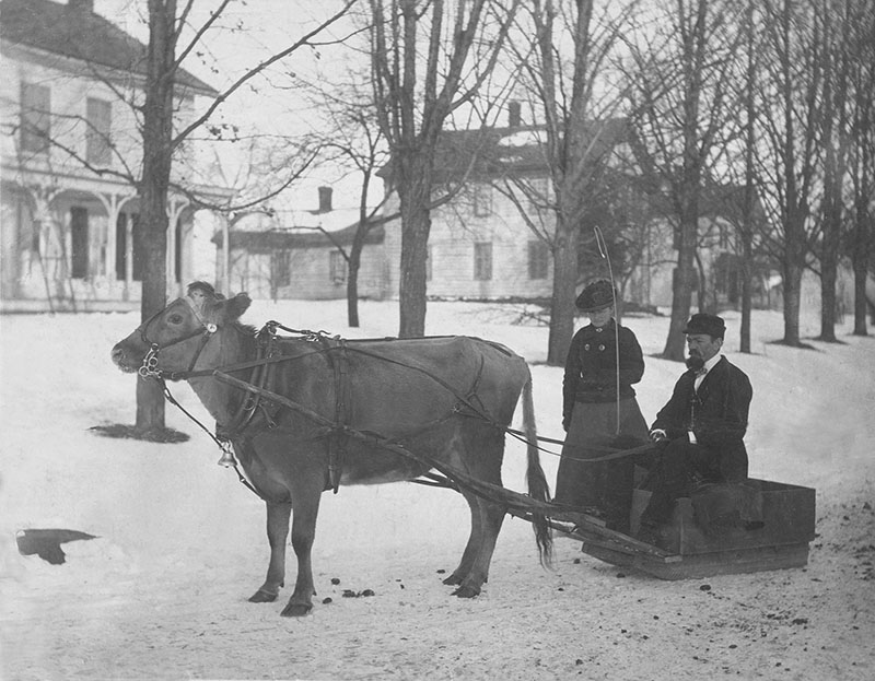 Jersey cow pulling sled Hershel Veley and mother